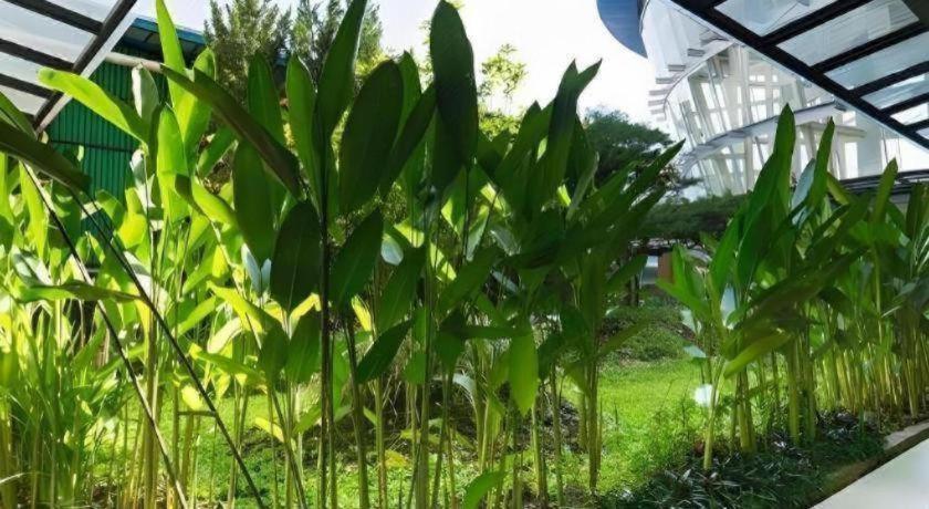 Hotel Asri Plaza Asia Tasikmalaya Zewnętrze zdjęcie